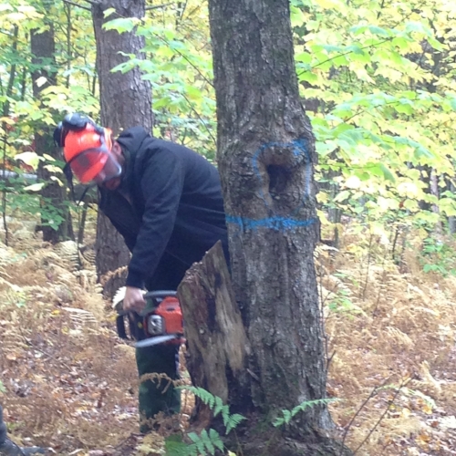 Matt didn't take a picture of me with my tree - #Husbandfail. As revenge, here he is starting on his tree, with a couple of safety violations. Can you spot them?