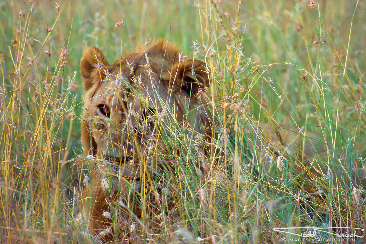 Hiding Lion