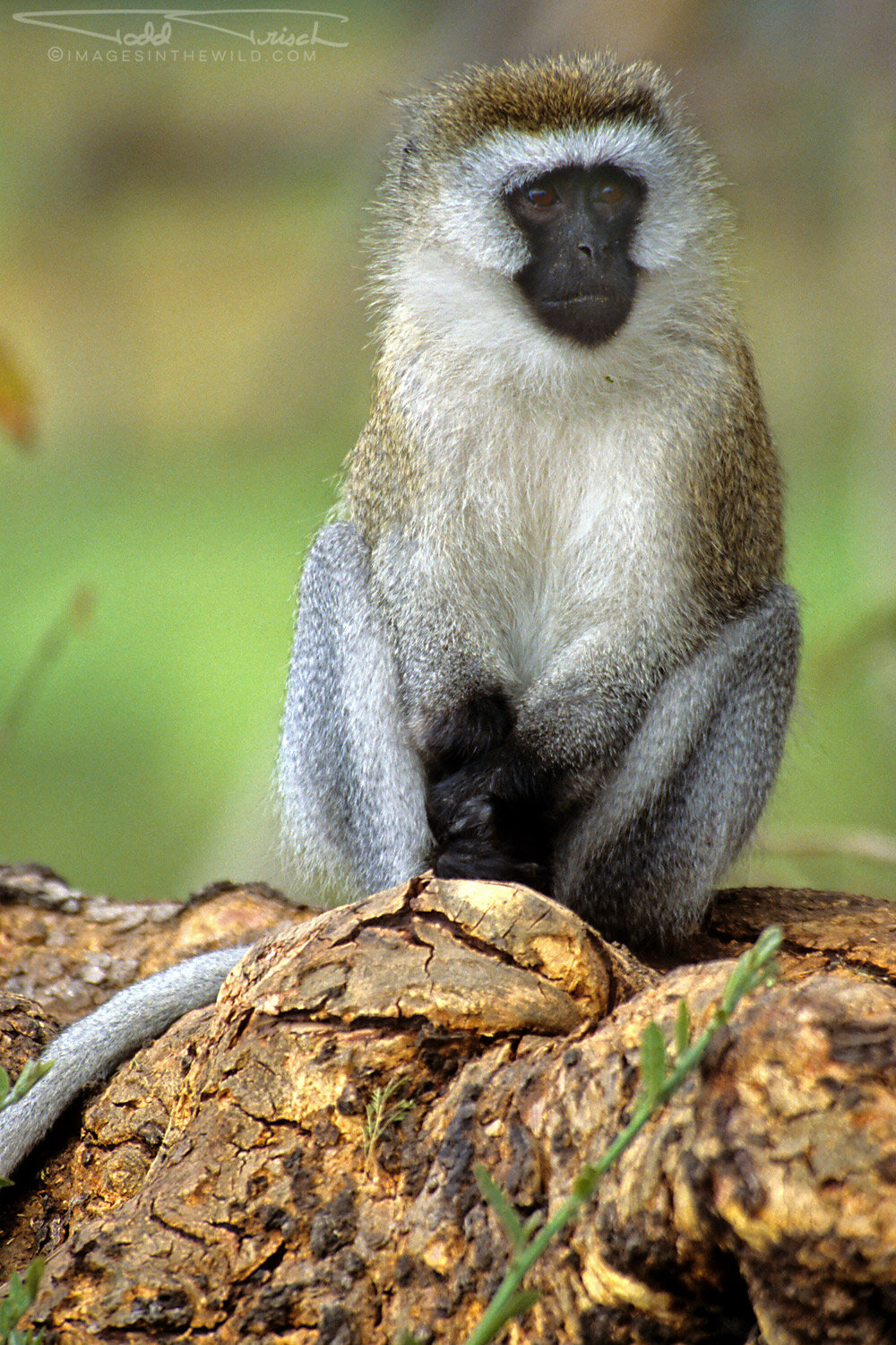 Vervet Monkey