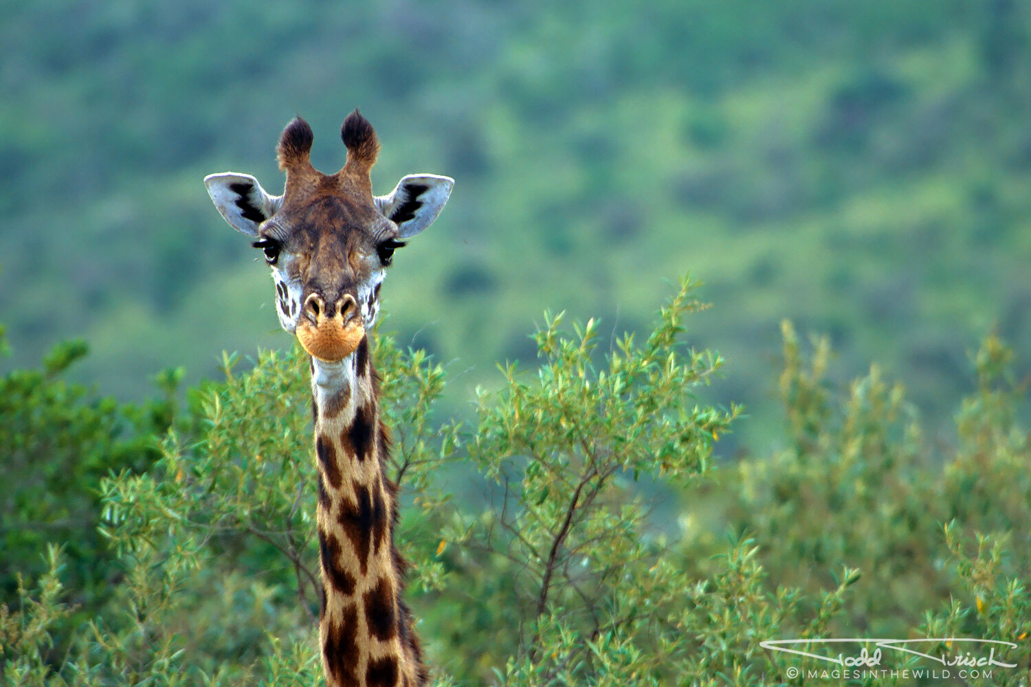 Giraffe Peek A Boo