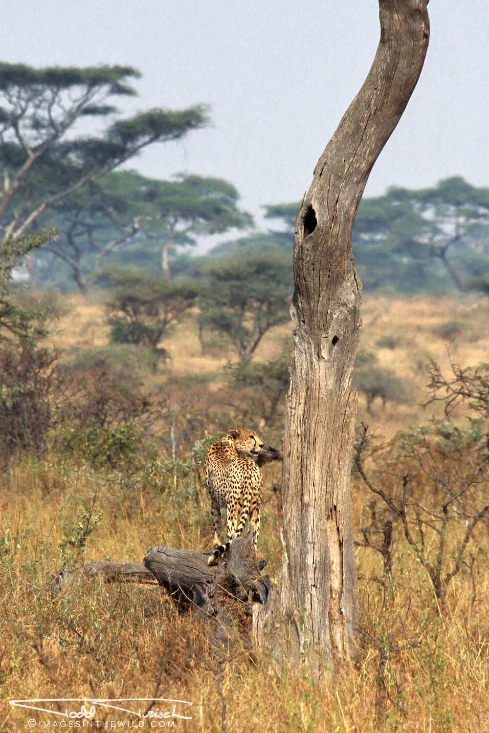 Cheetah Watching It's Prey