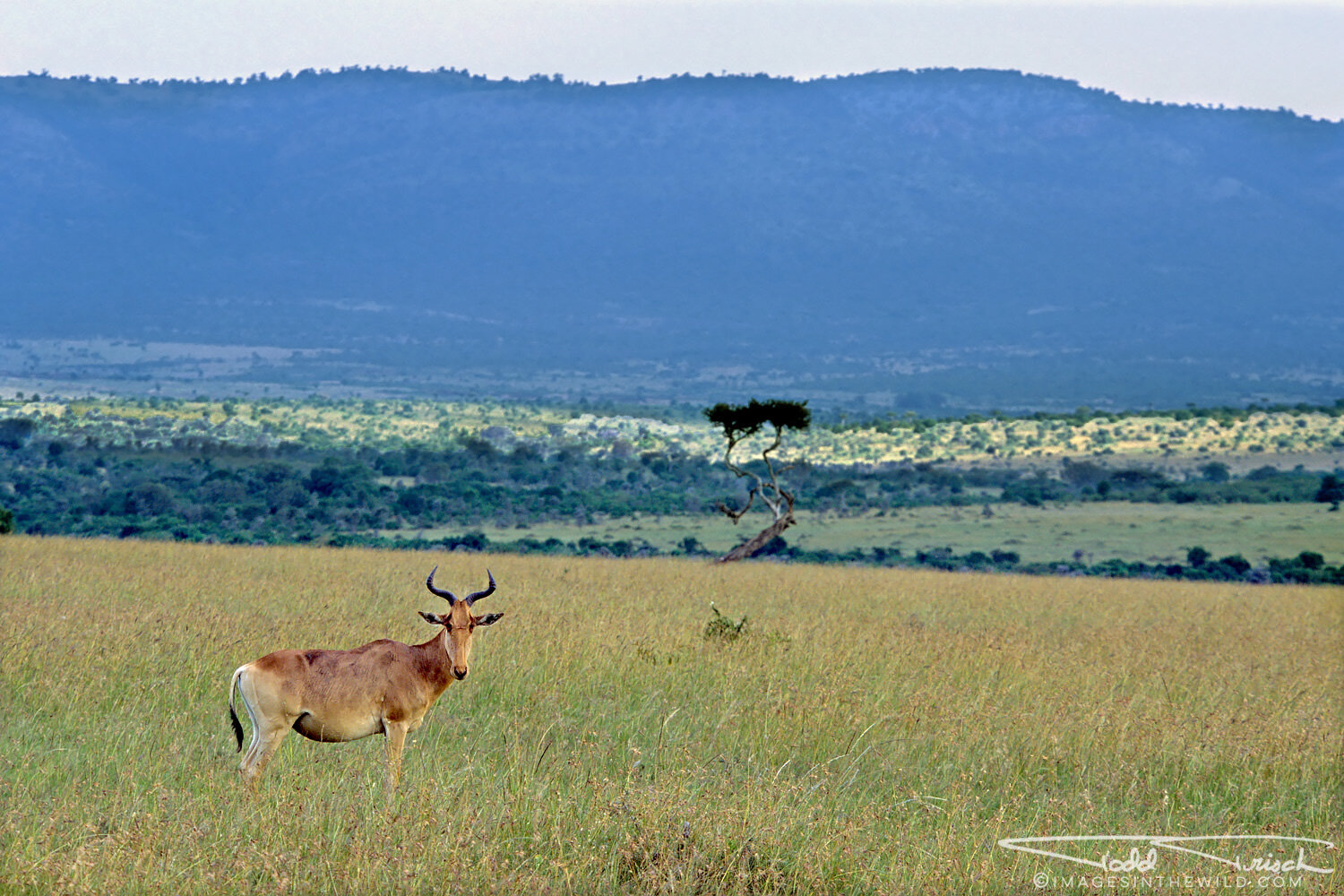 Coke's Hartebeest