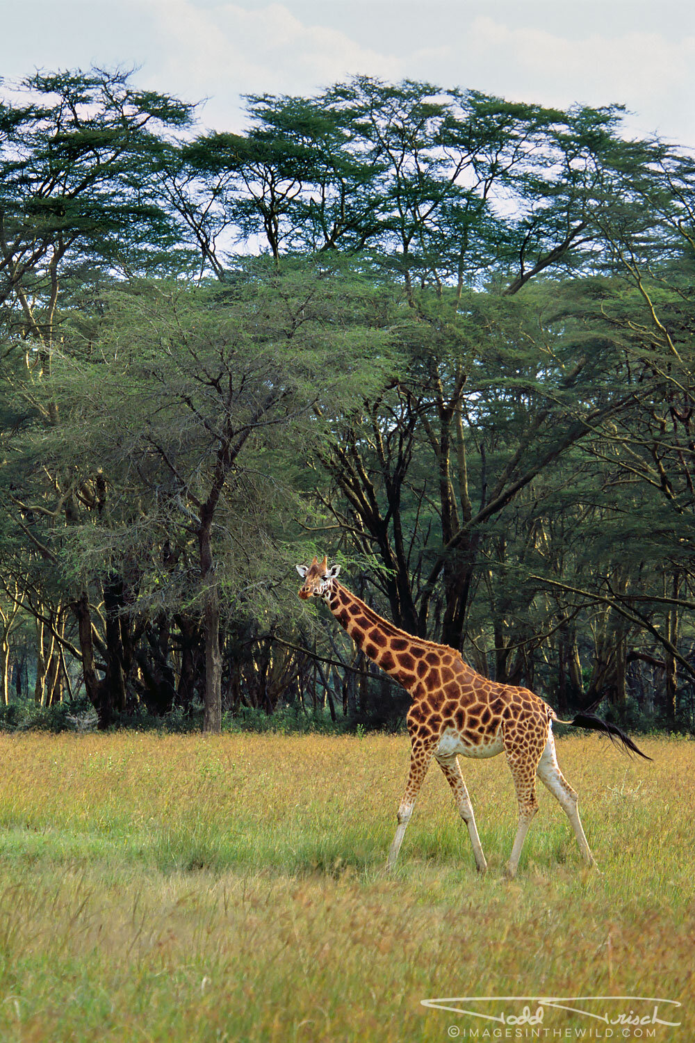 Lake Nakuru Rothschild Giraffe