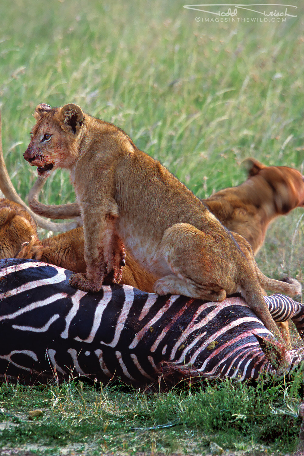 Cub on The Kill