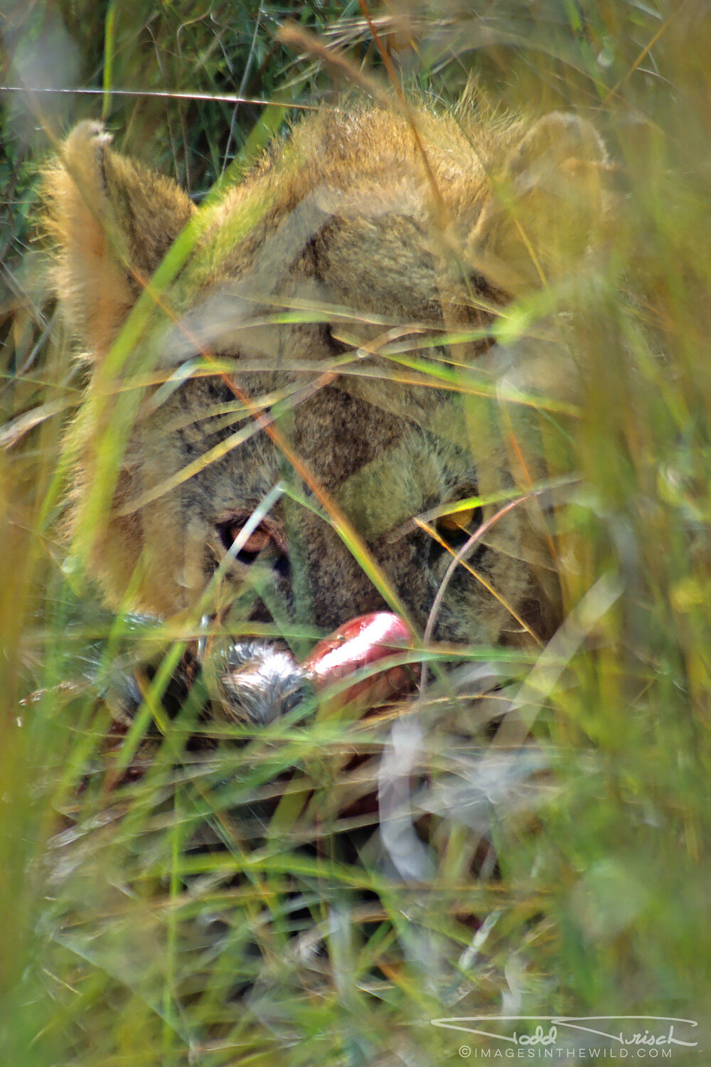 Feeding Lion in the Grass