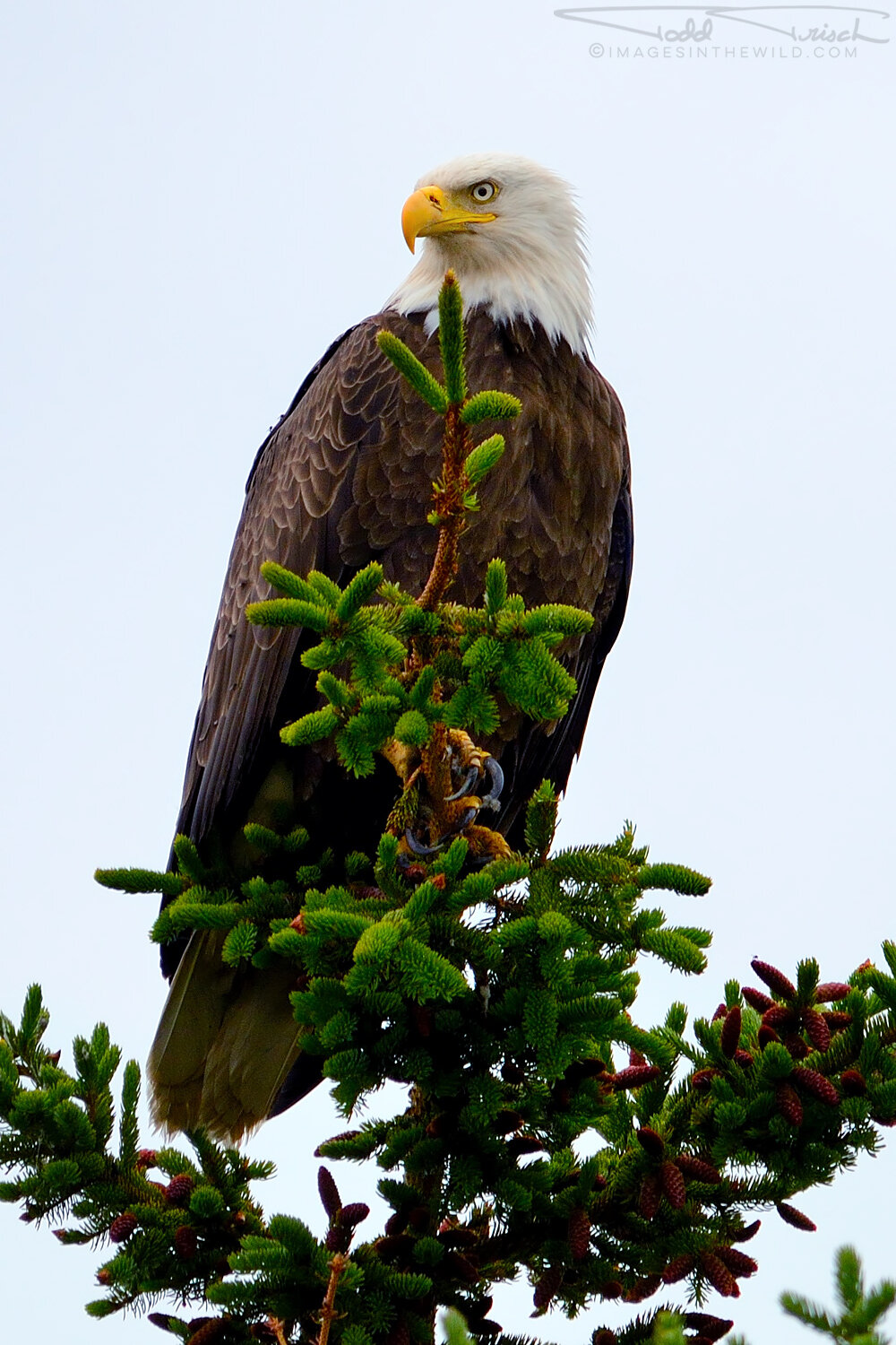 Alaskan Regal Eagle