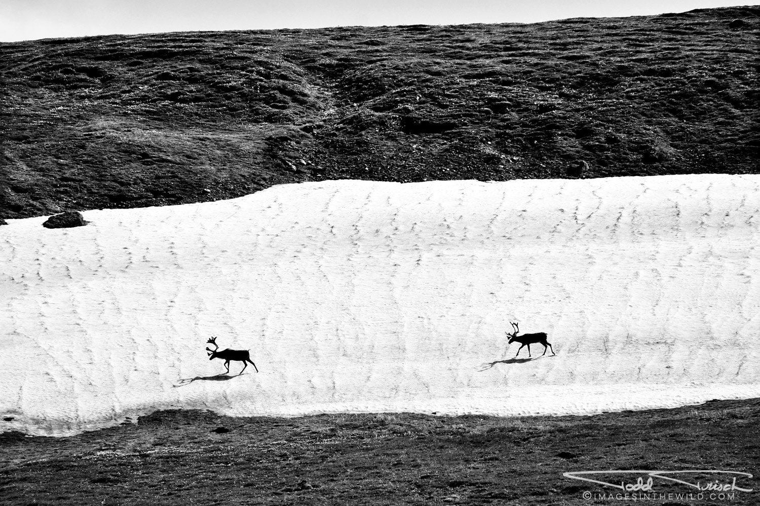 Caribou Silhouette