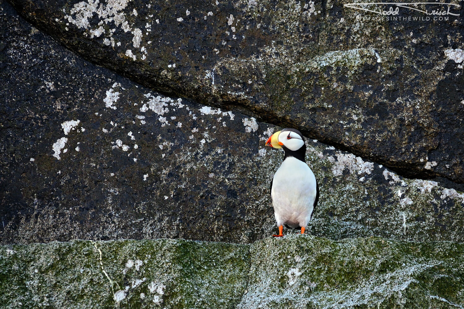 Chiswell Islands Puffin