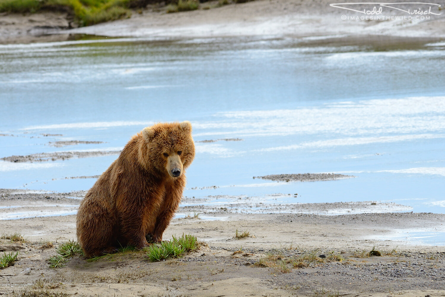 Creekside Brown Bear