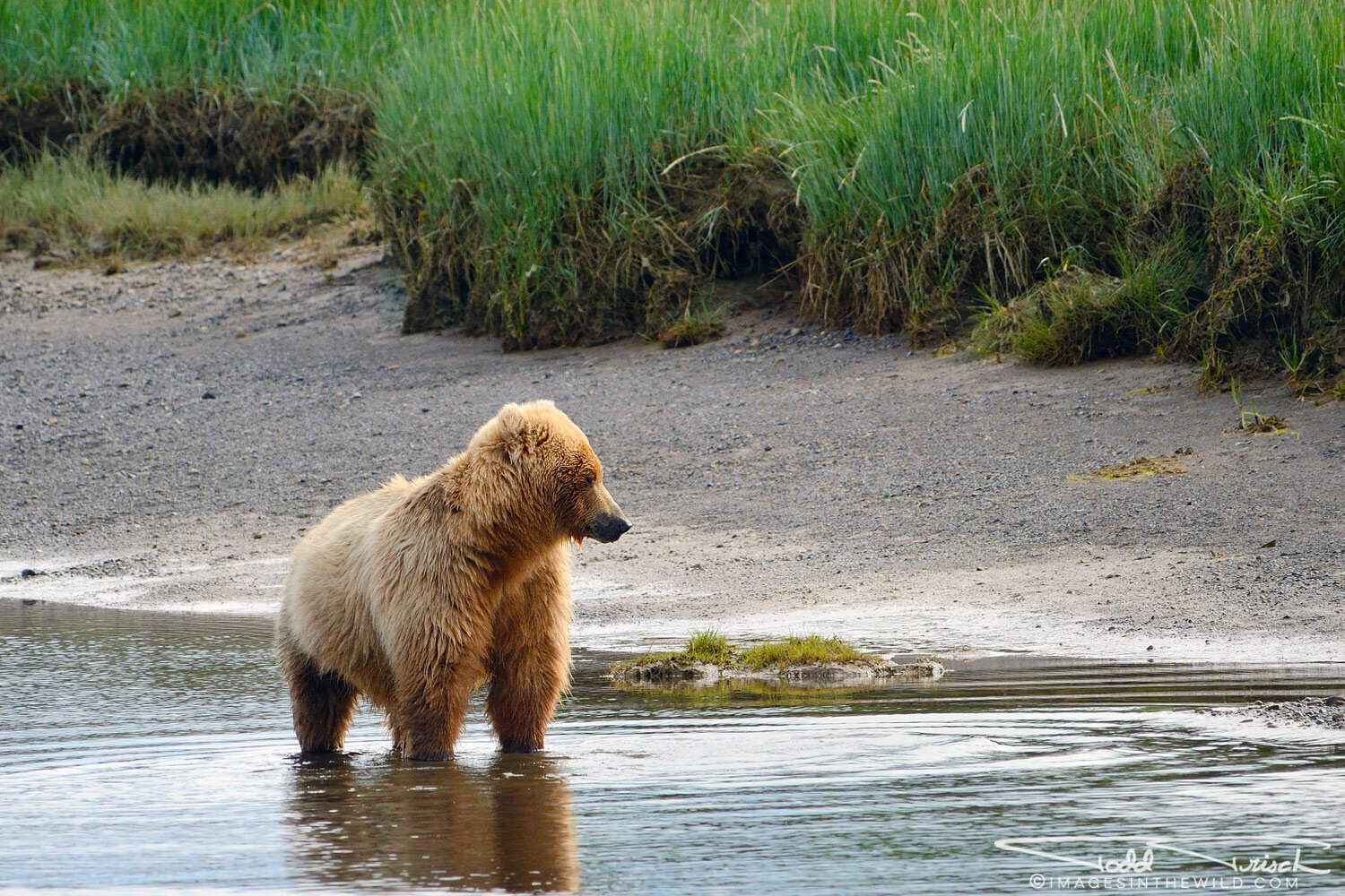 Brown Bear Looking for Salmon