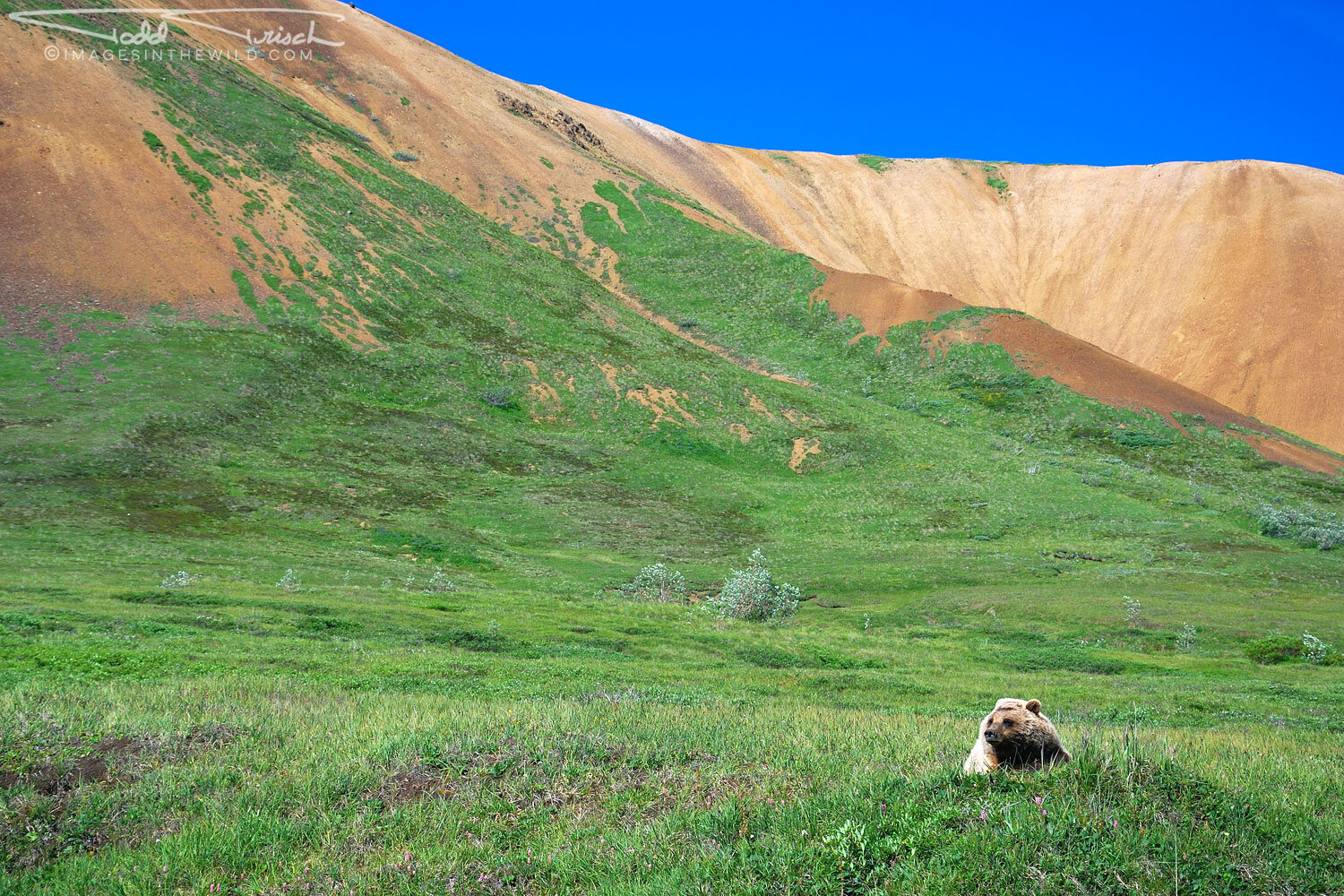 Denali Grizzly Bear