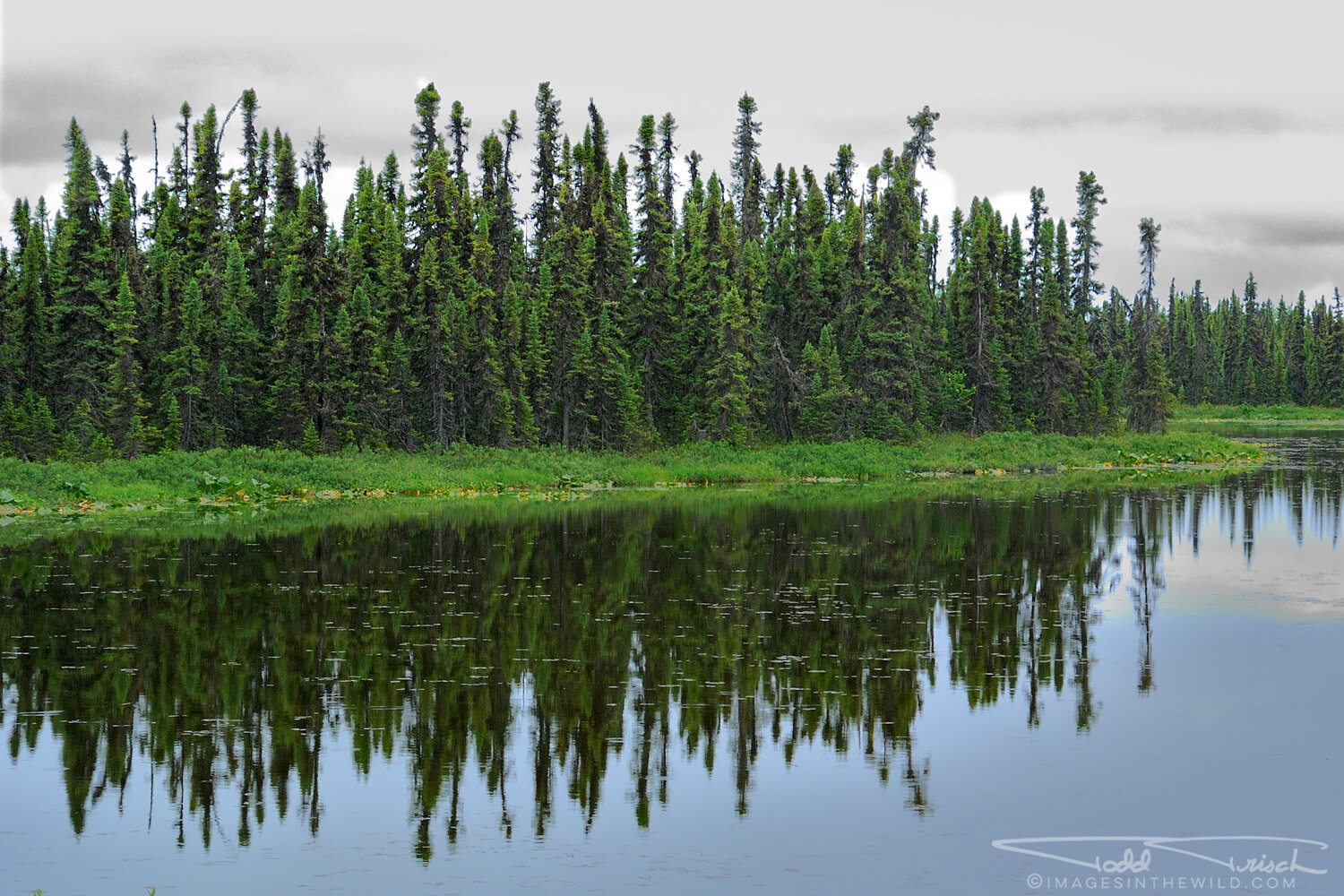 Black Spruce Forest Reflection