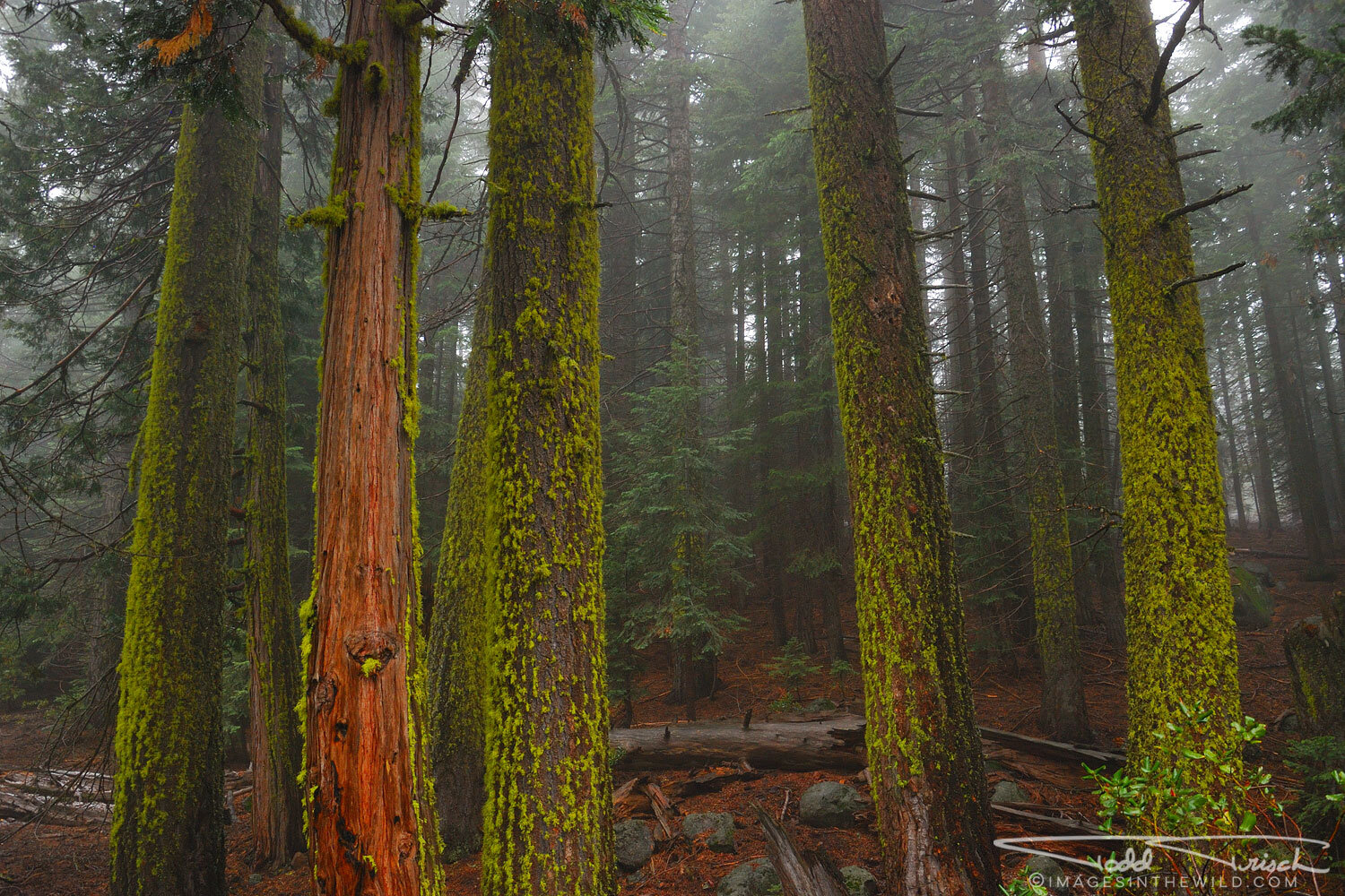 Misty Mt. Shasta Forest