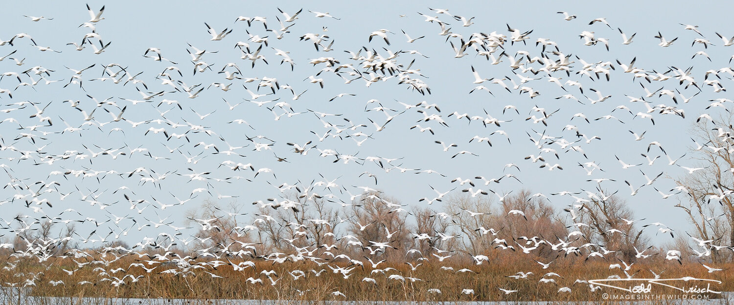 Snow Geese Escape