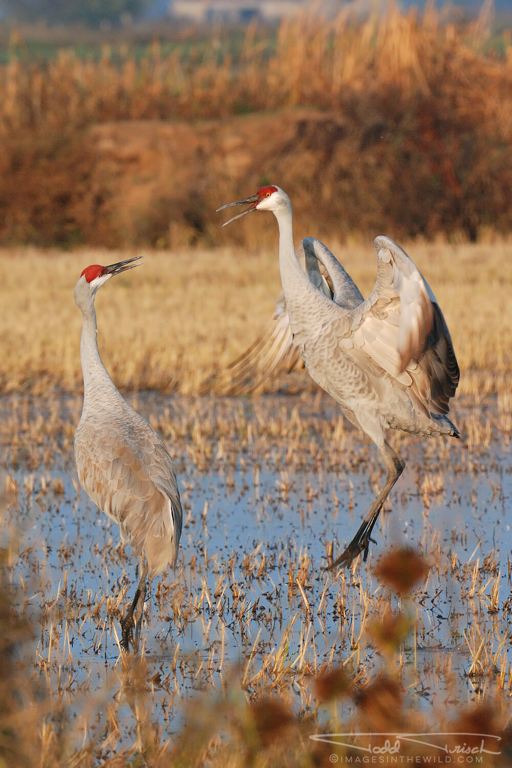Sandhill Crane Mating Dance