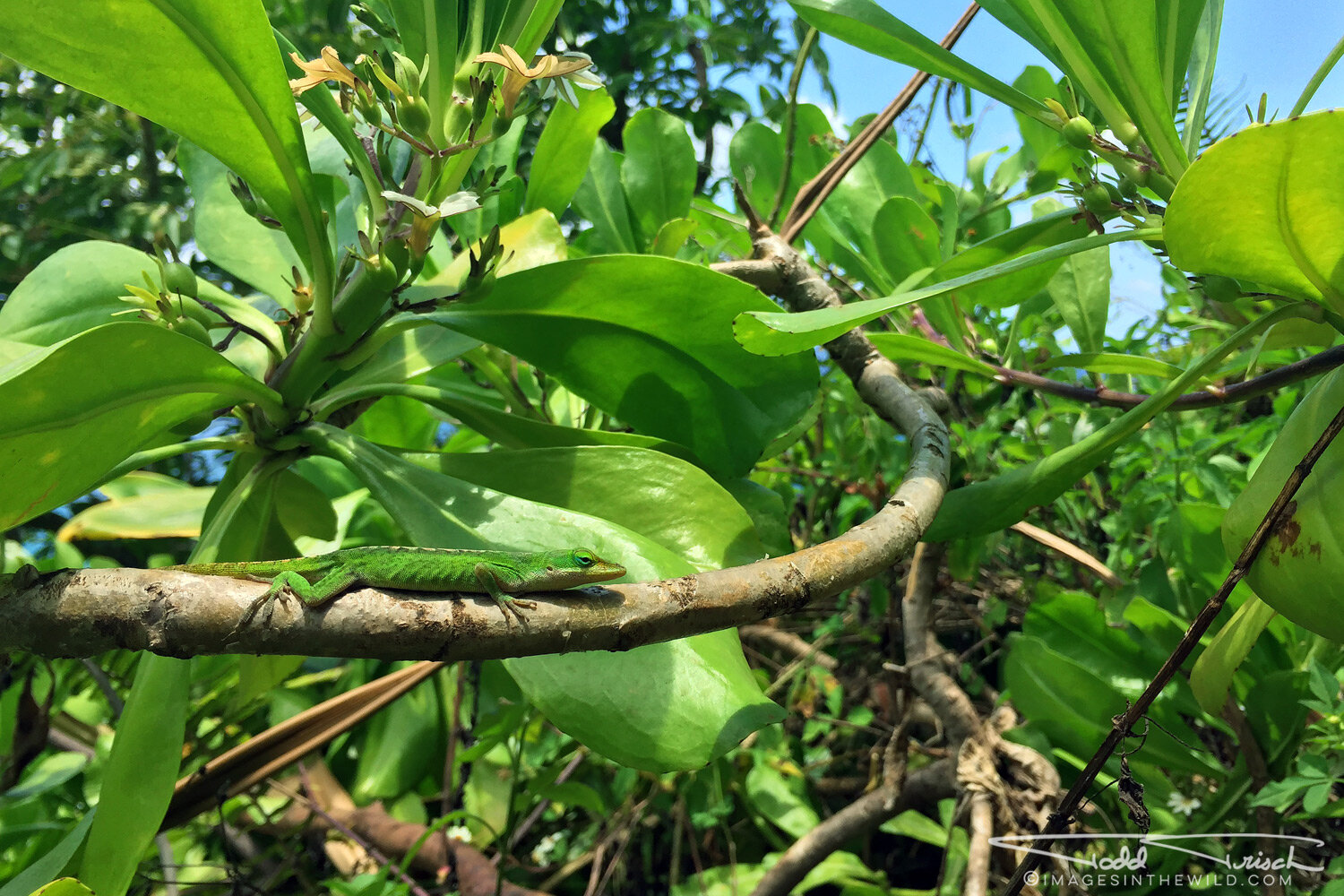 Green Anole Lizard (Kauai)