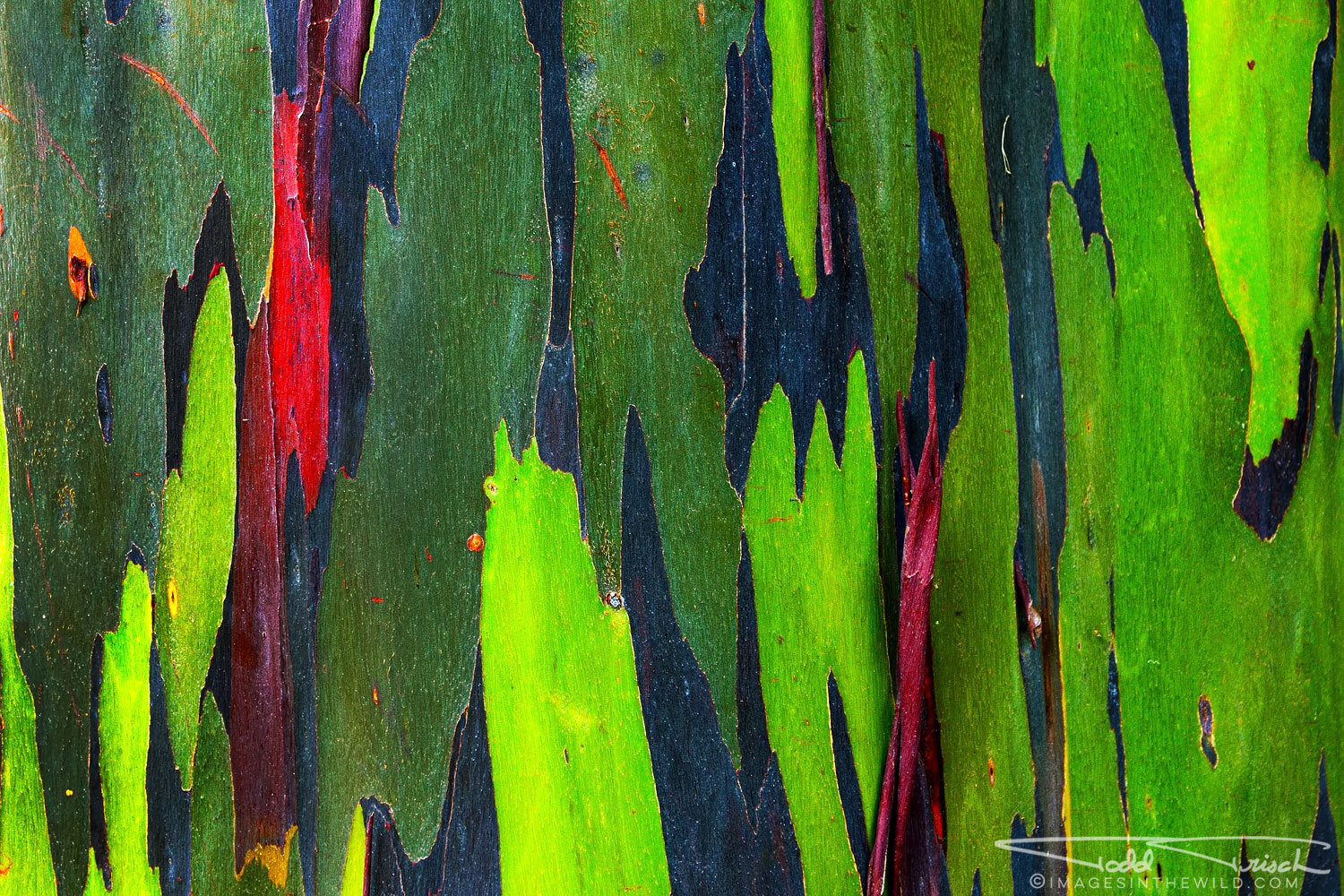 Rainbow Eucalyptus (Kauai)