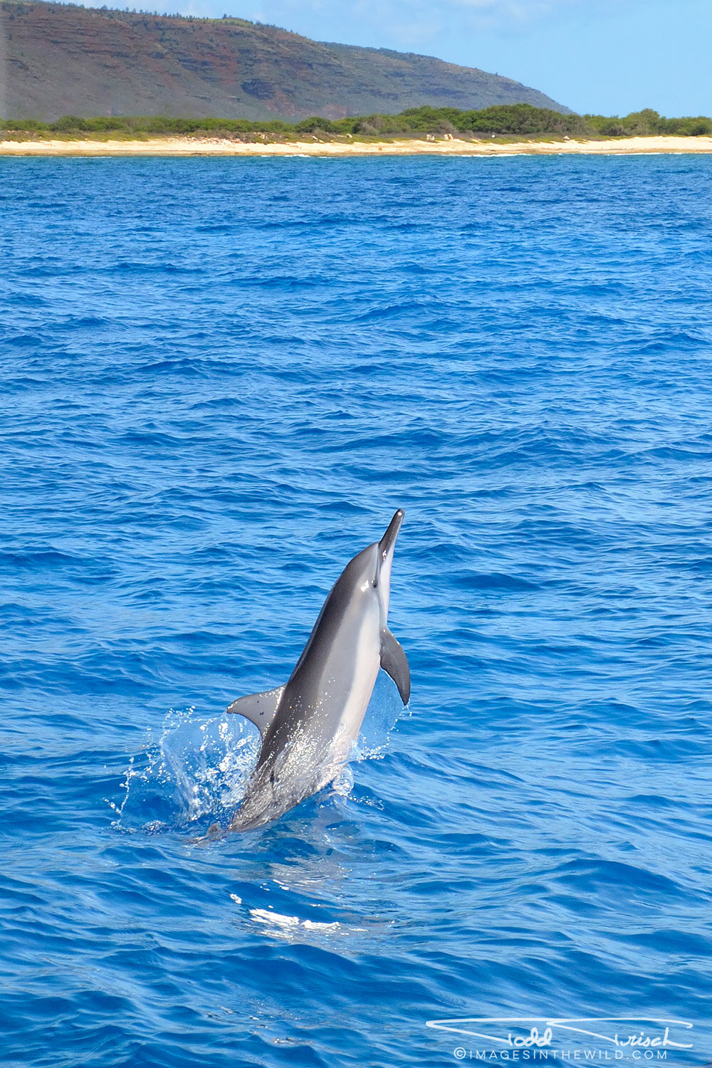 Spinner Dolphin (Kauai)