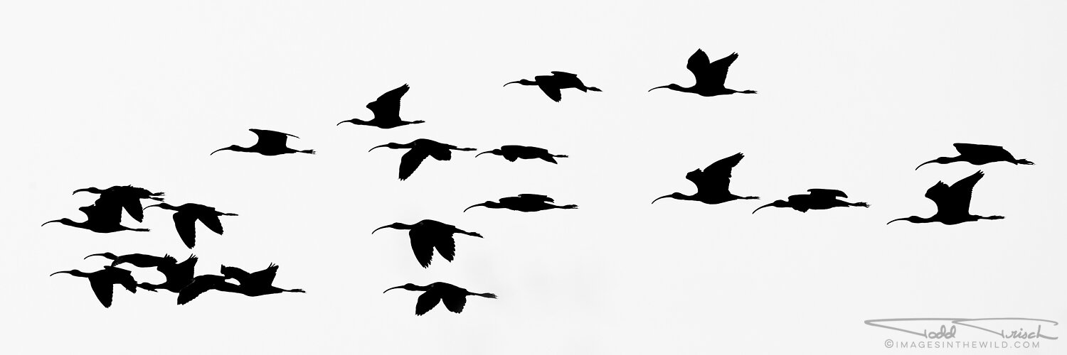 Ibis Silhouette