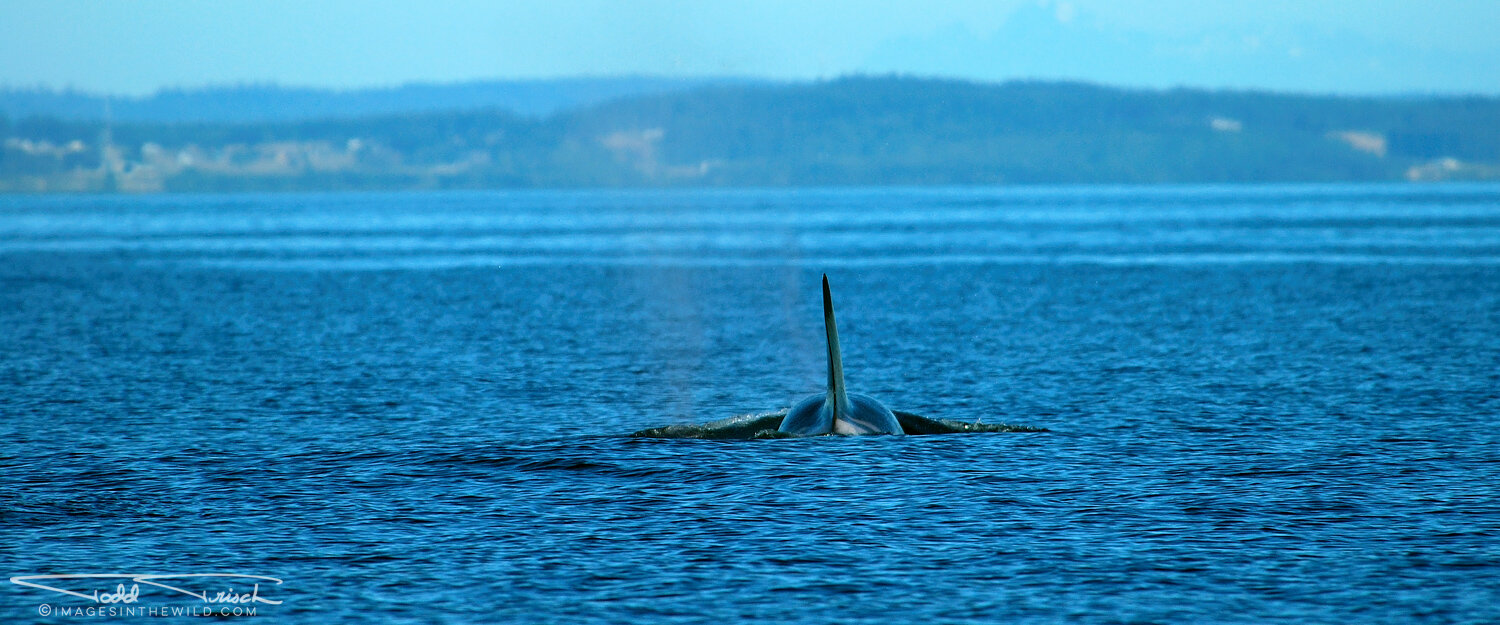 Orca On The Move (San Juan Islands)