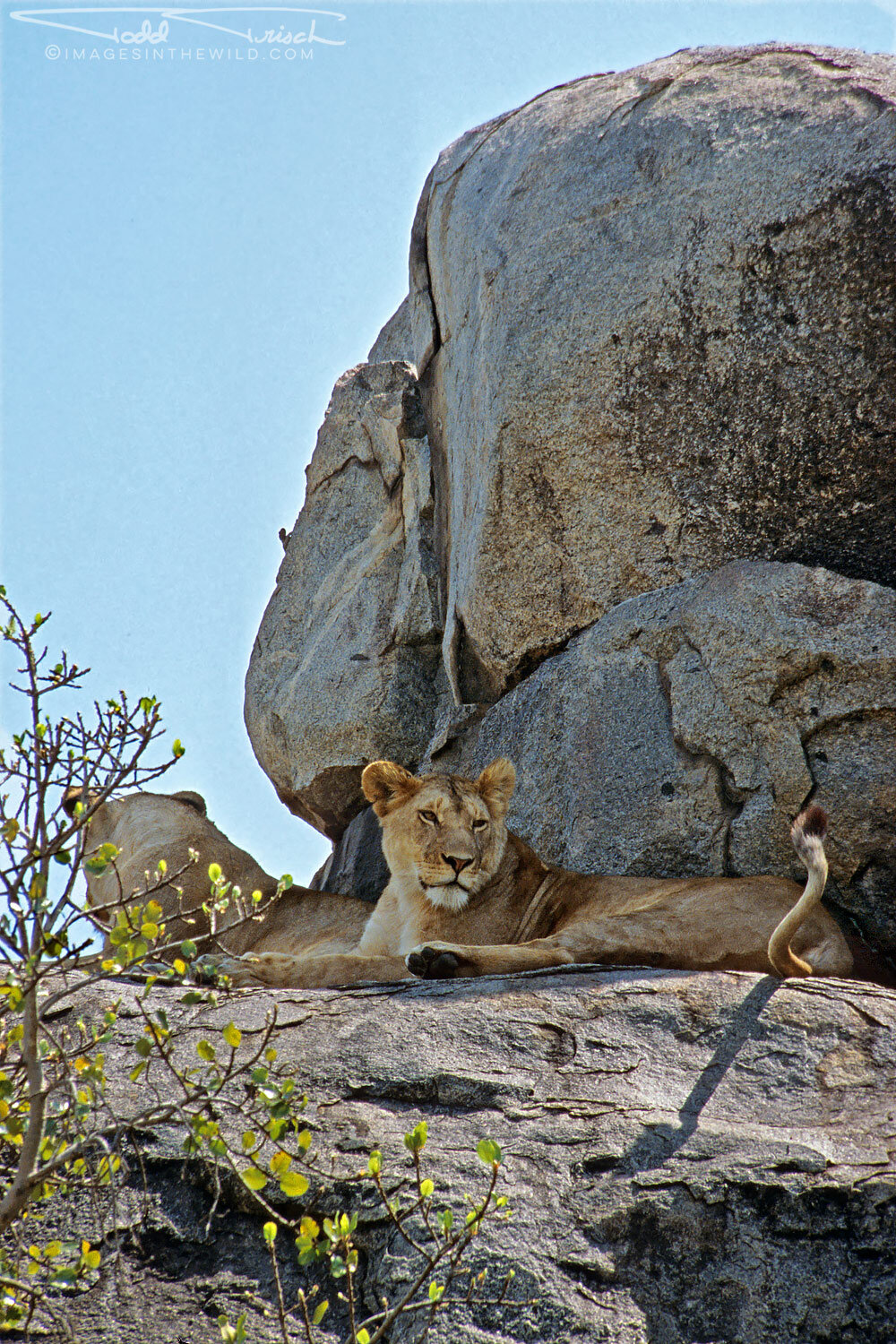 Serengeti Kopje Lions