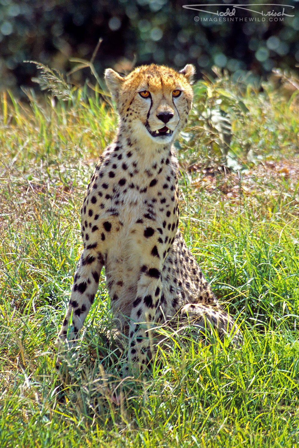 Young Cheetah