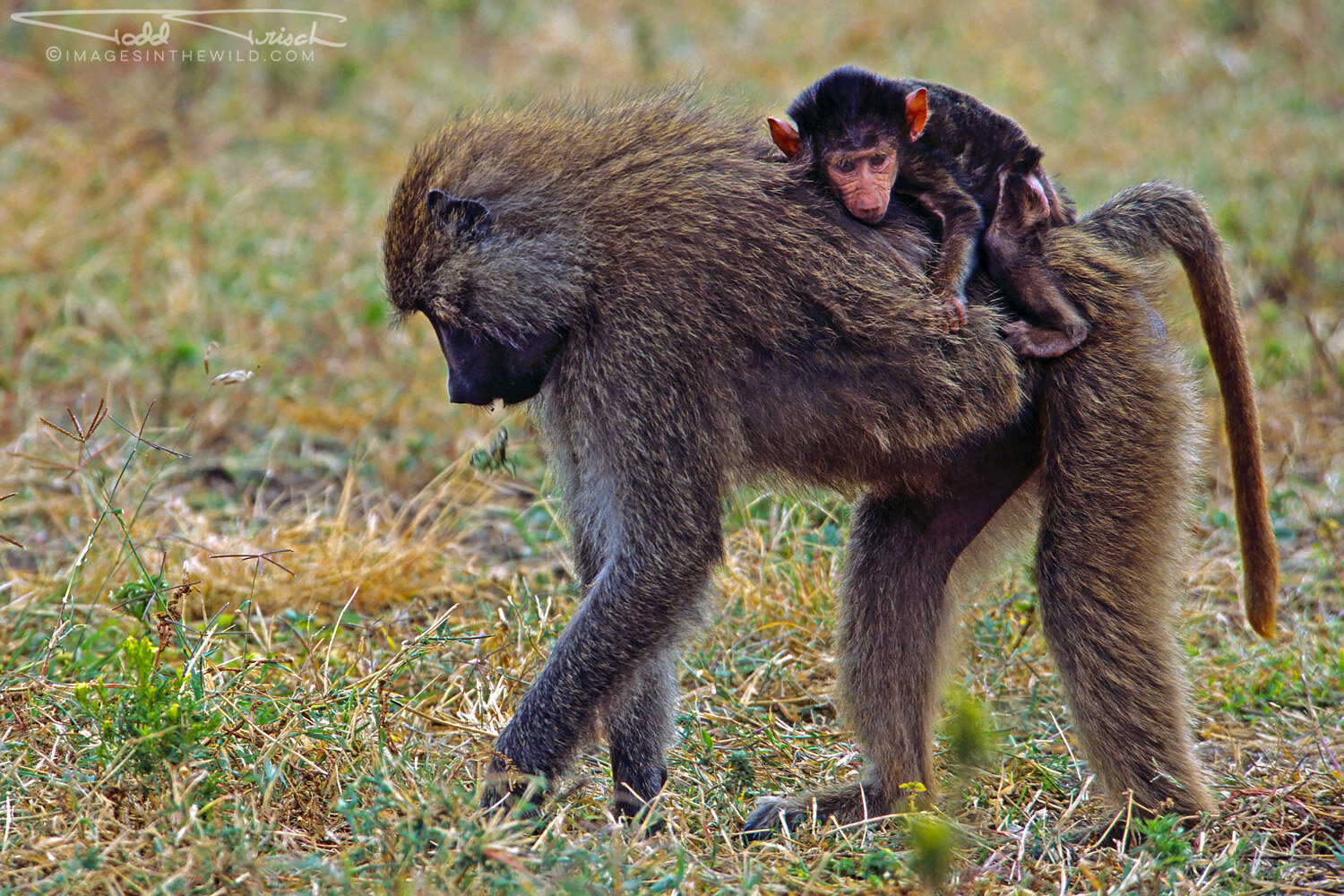 Baboon Mother and Baby