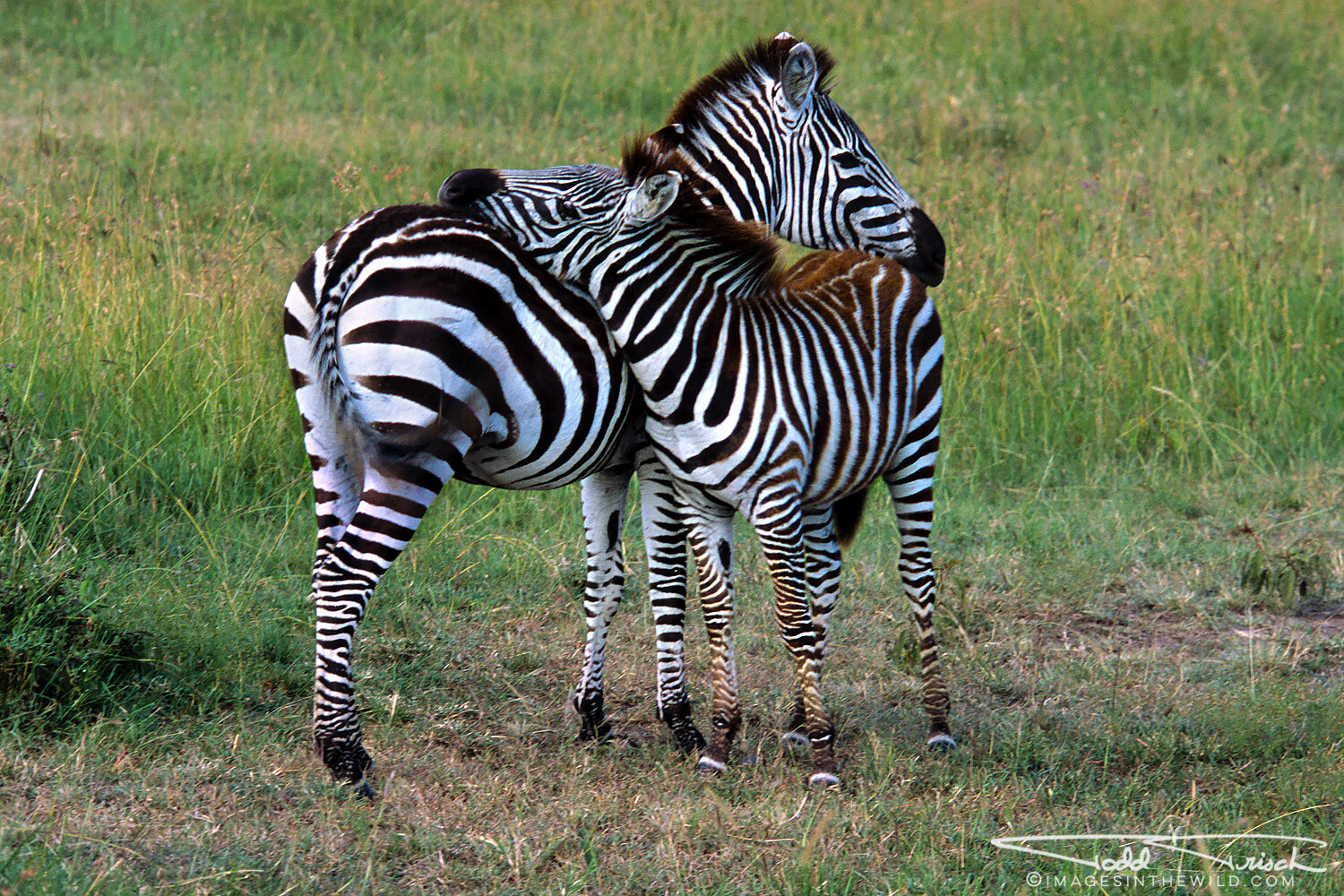 Zebra Mom and Baby