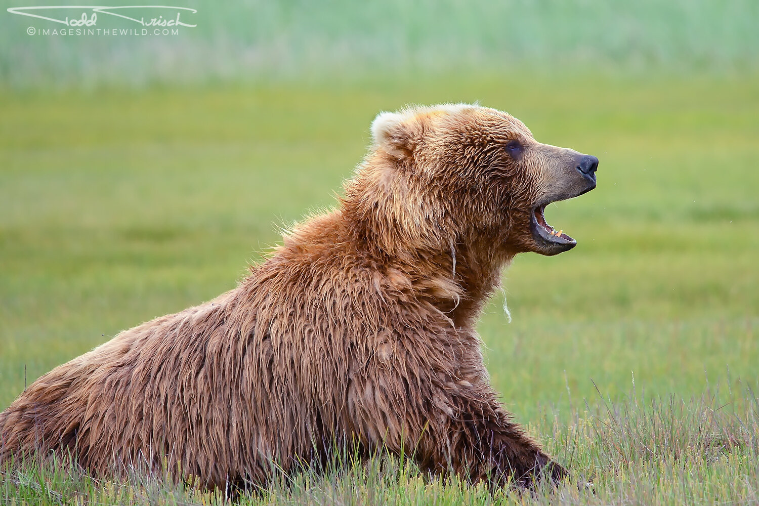 Yawning Brown Bear