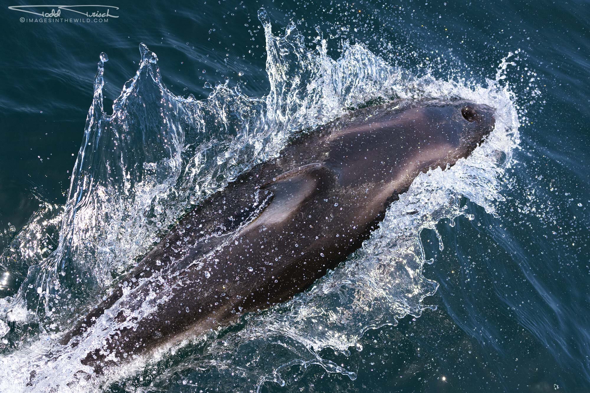 Speeding Dolphin