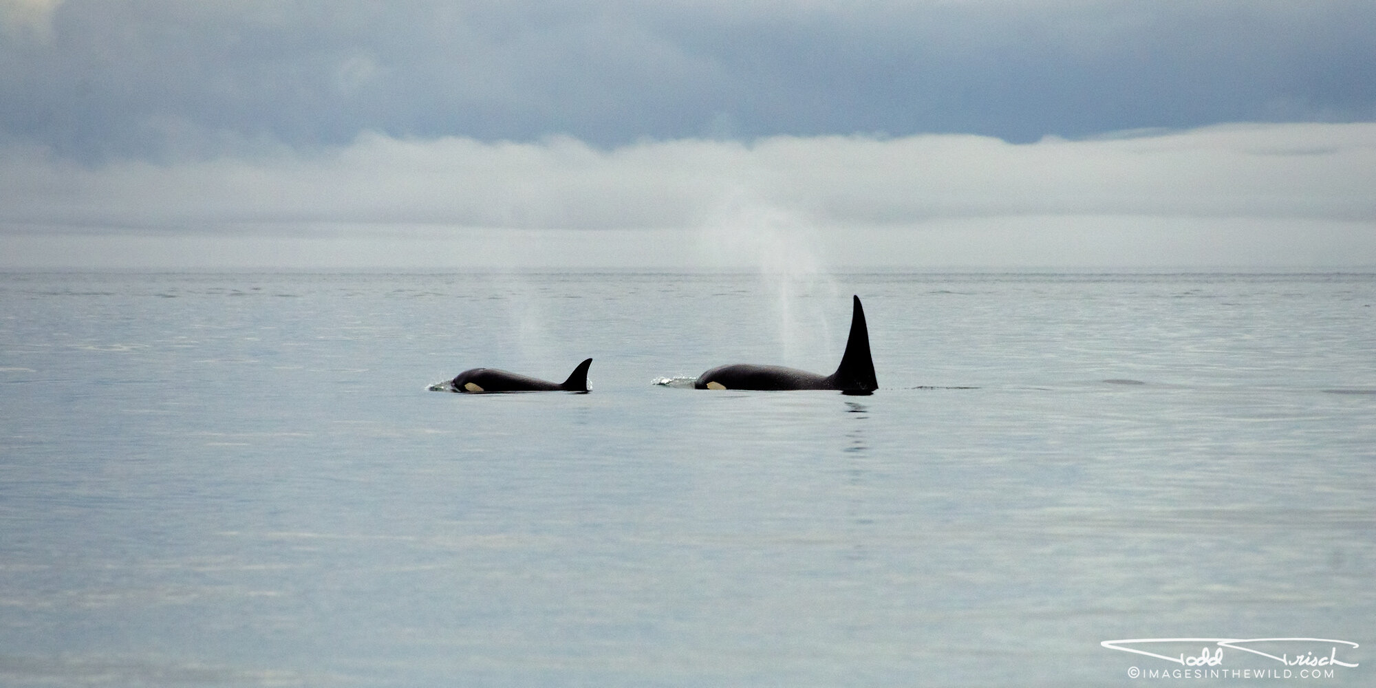 Haro Strait Orcas