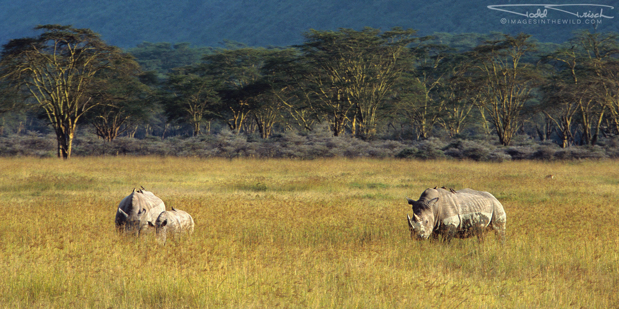 White Rhino Family