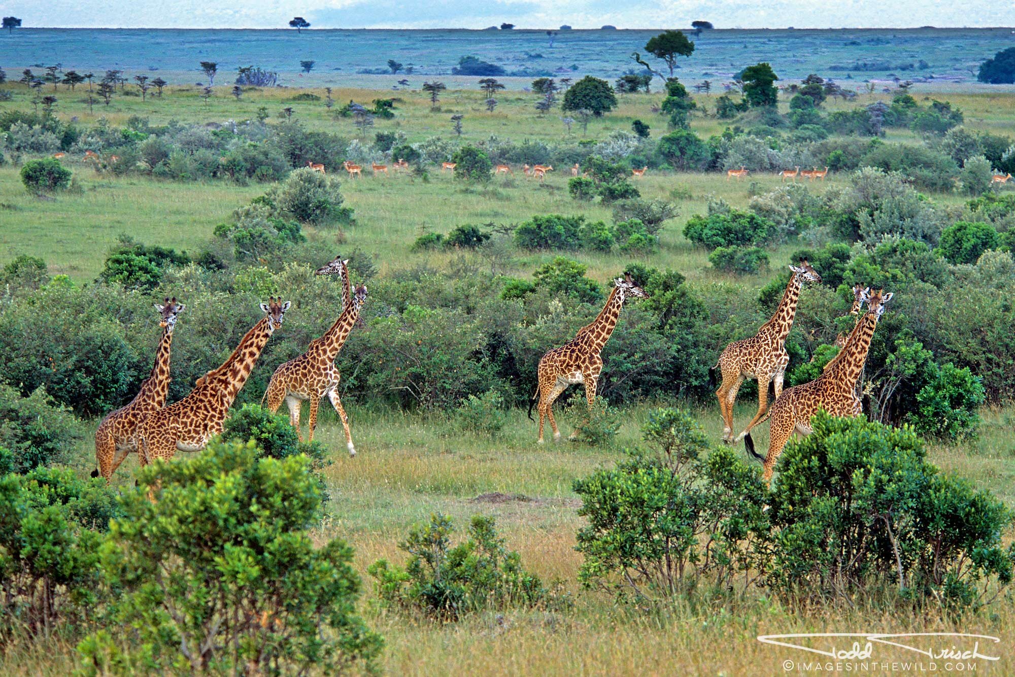 Maasai Mara Giraffes