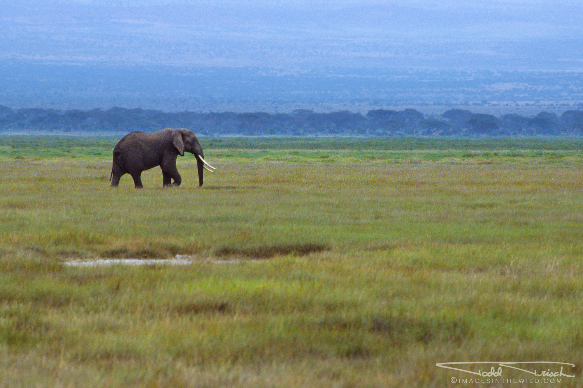 Lone Bull Elephant