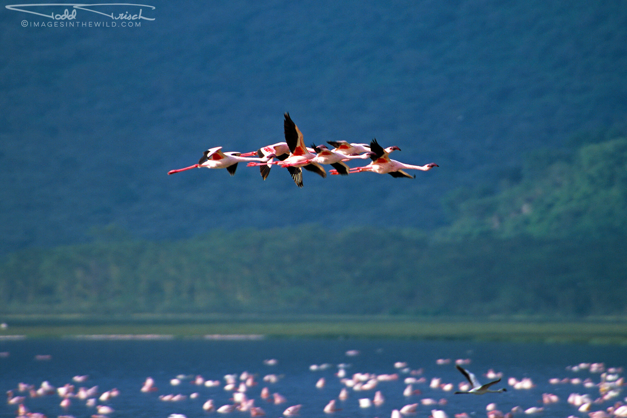 Flamingos In Flight