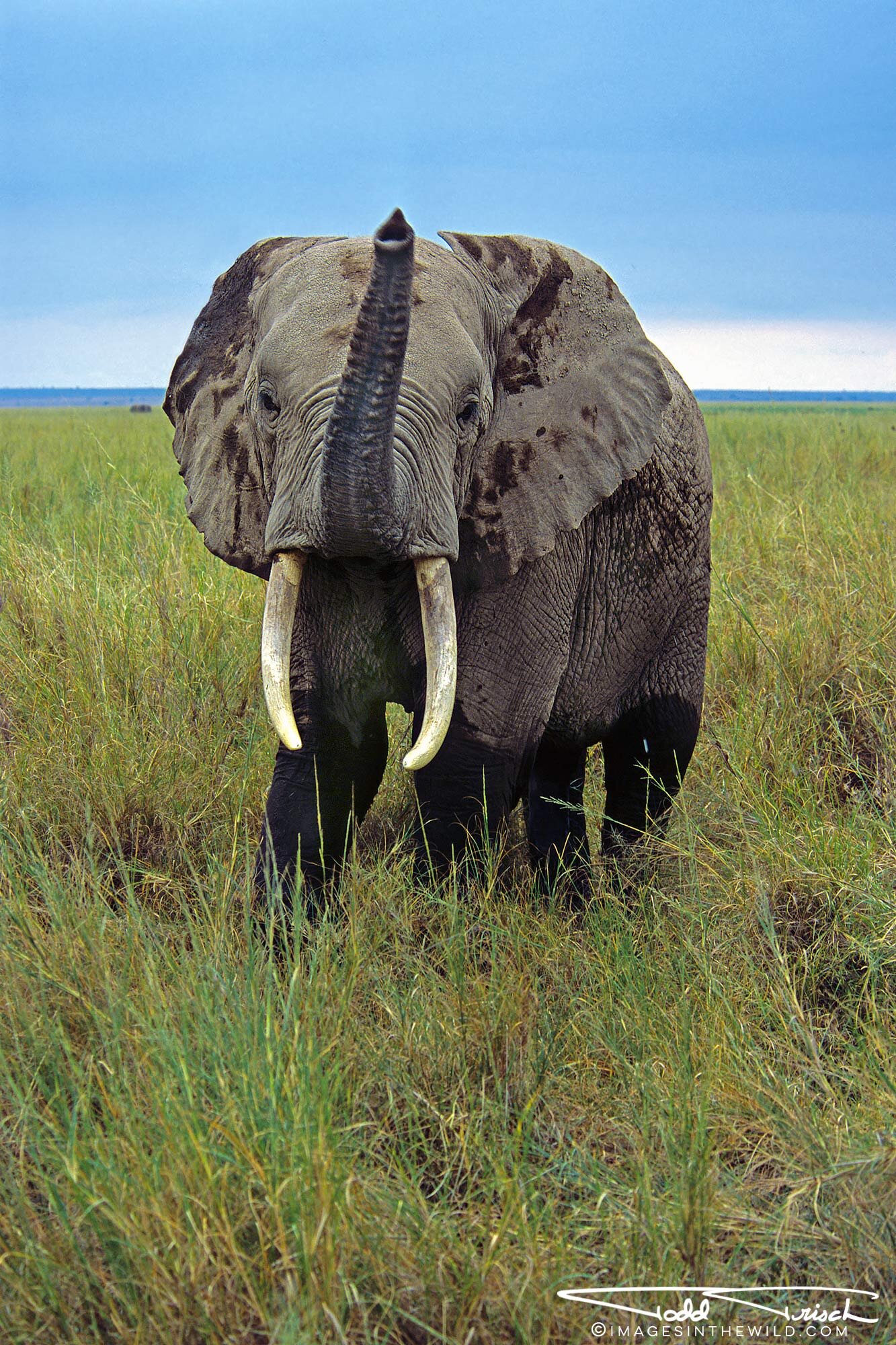 Trumpeting Elephant