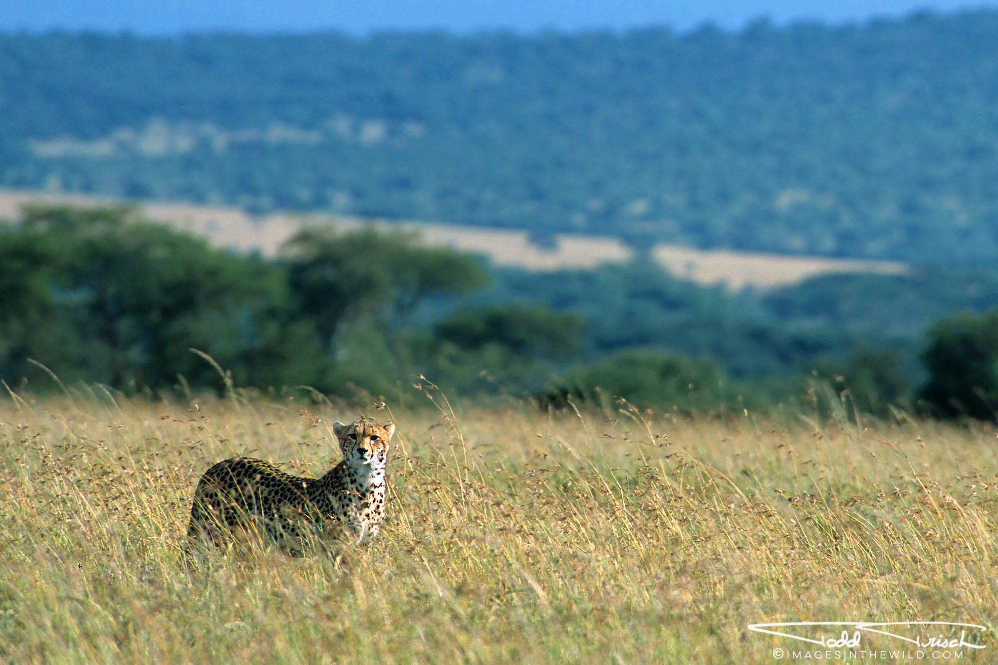 Maasai Mara Cheetah