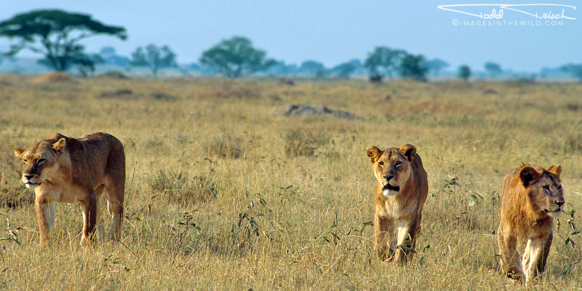 Serengeti Pride