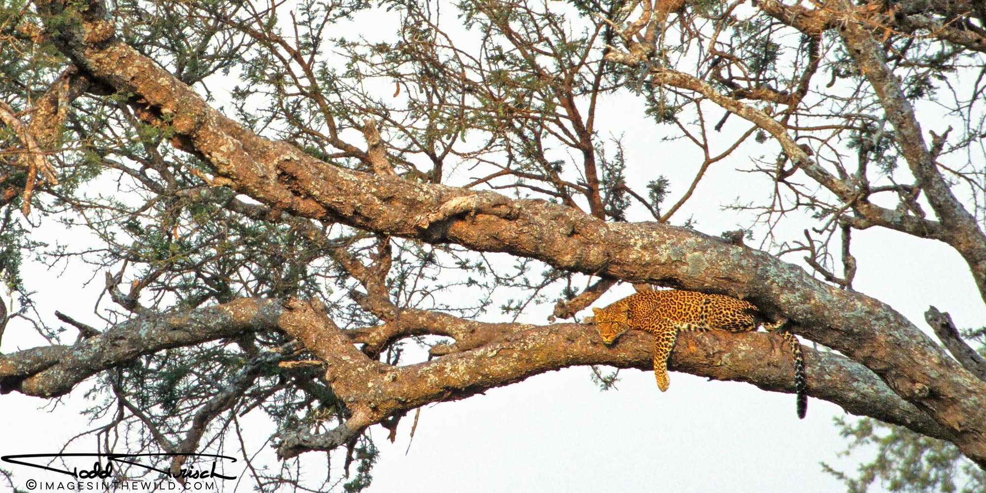  Lounging Leopard - Serengeti