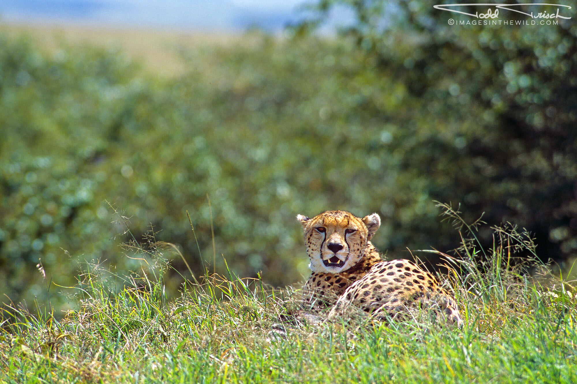 Resting Cheetah