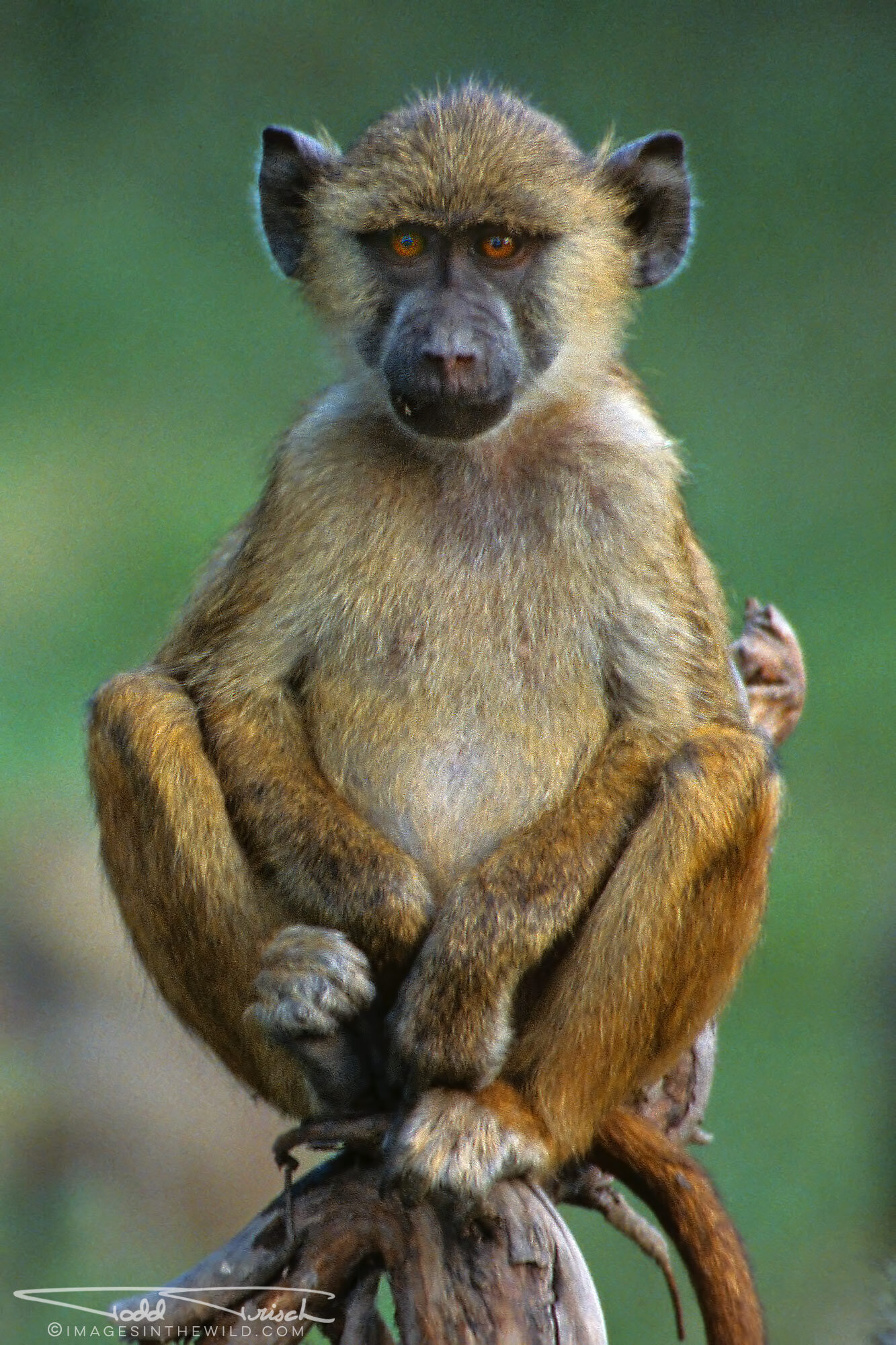 Young Olive Baboon