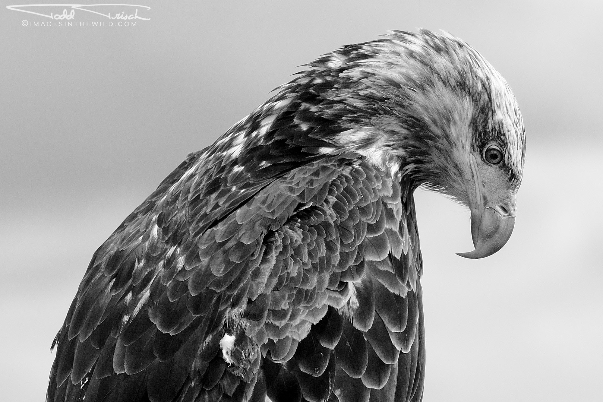 Lower Klamath Juvenile Bald Eagle