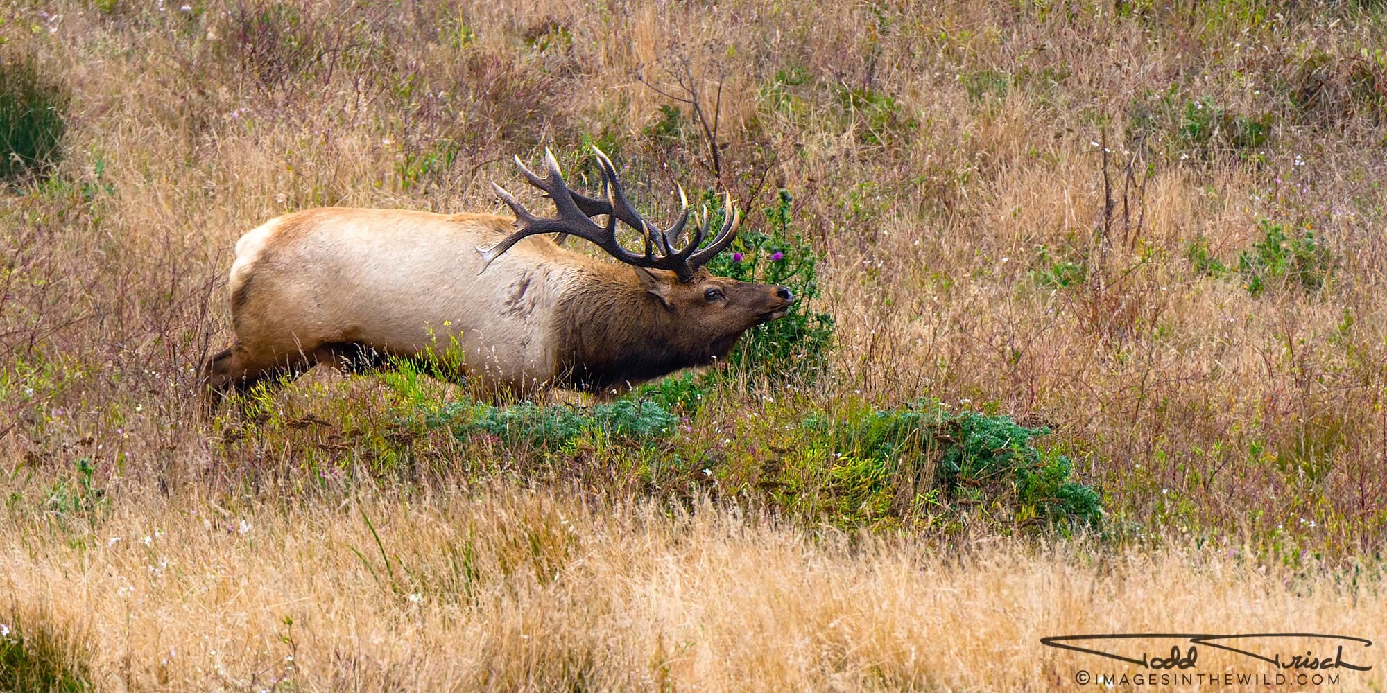 Point Reyes Bull Elk