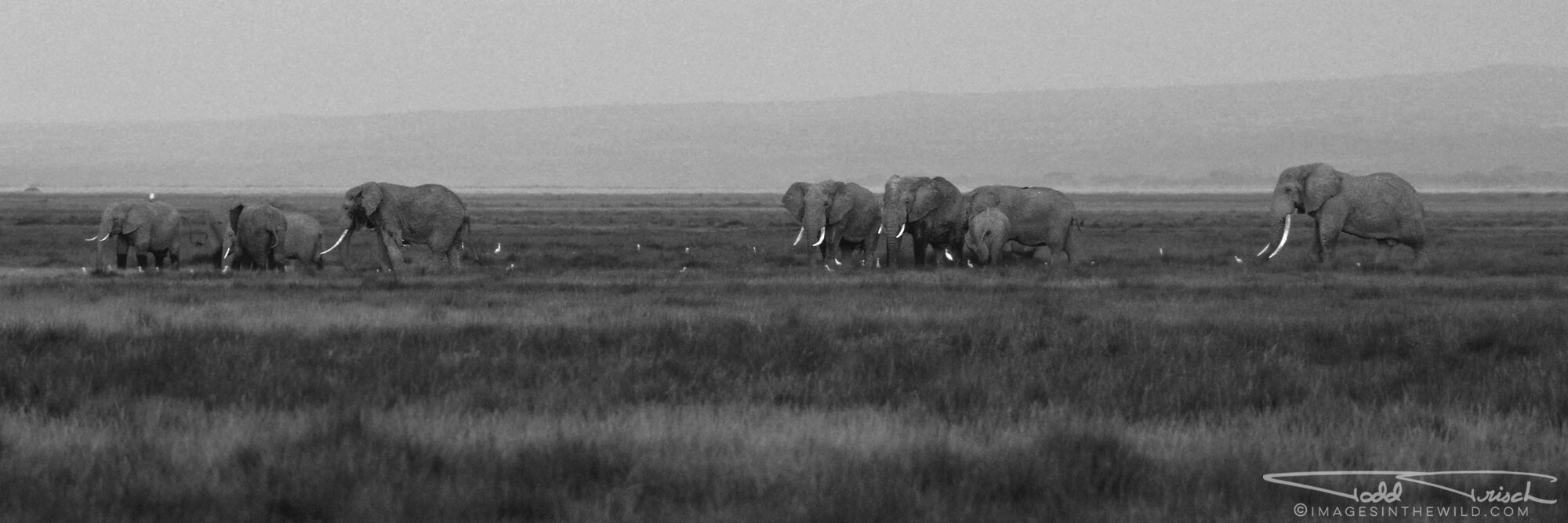 Amboseli Elephant Herd