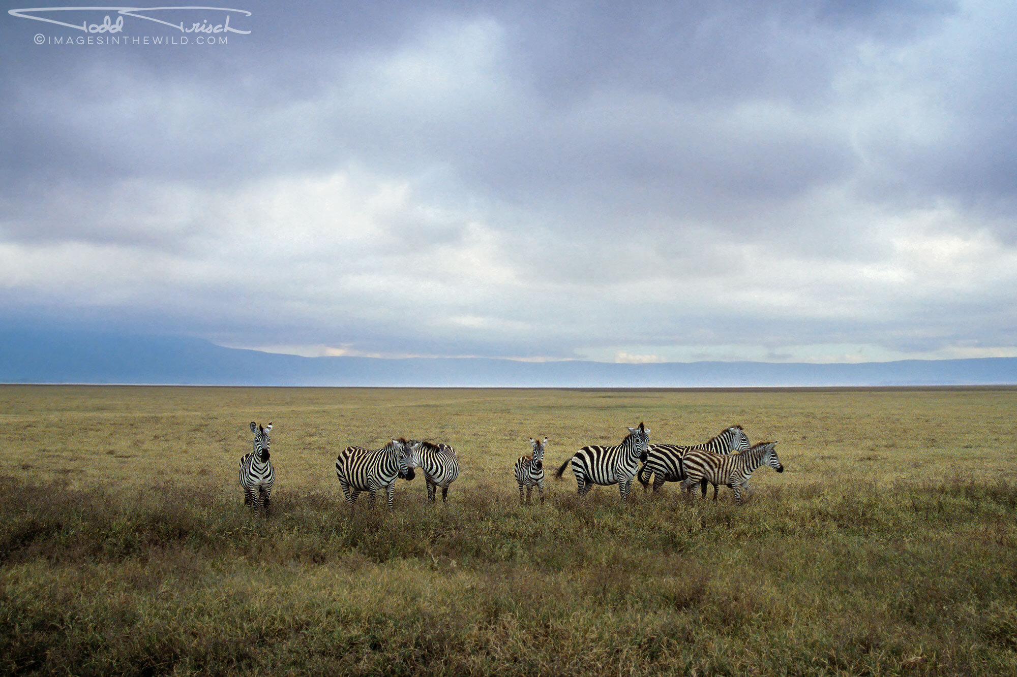 Ngorongoro Crater Zebras