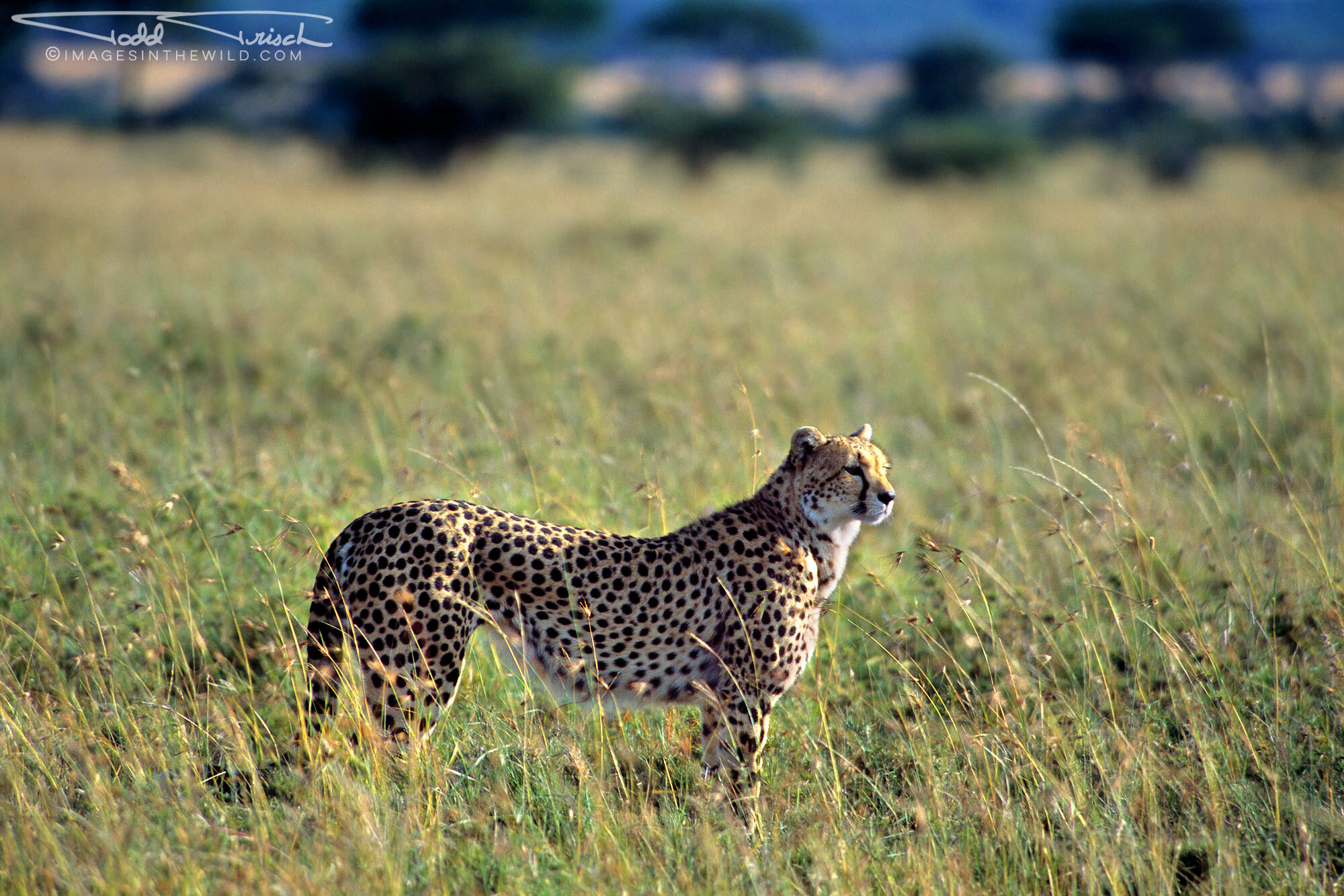 Loita Plains Cheetah