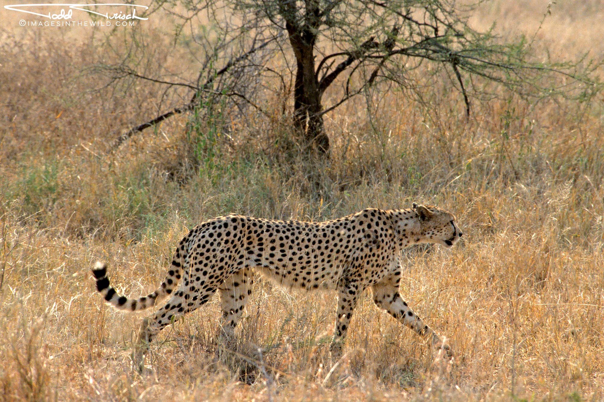 Serengeti Cheetah