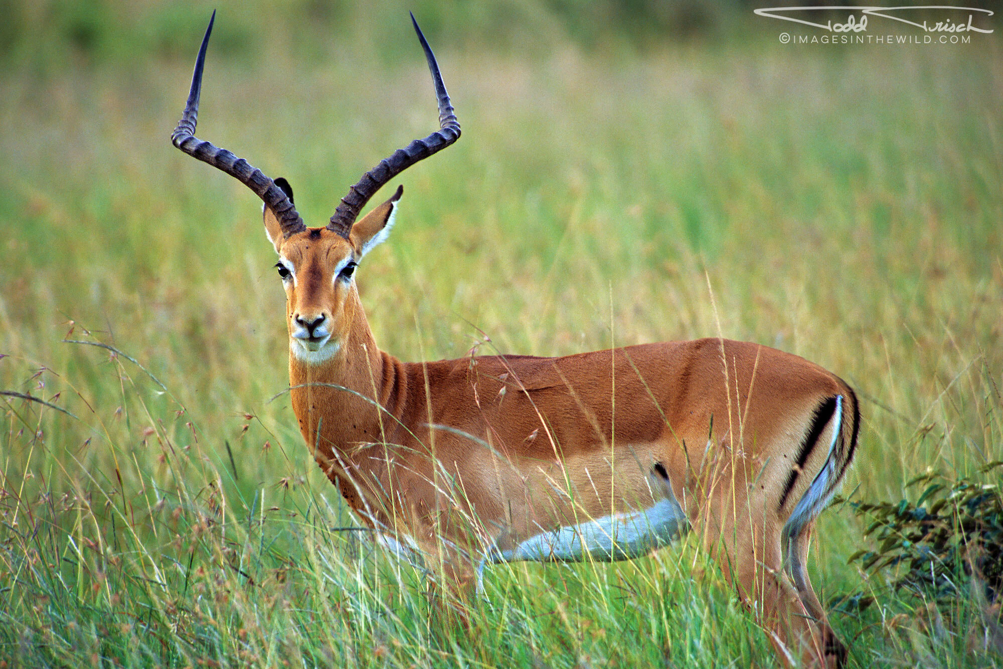 Male Impala - Maasai Mara