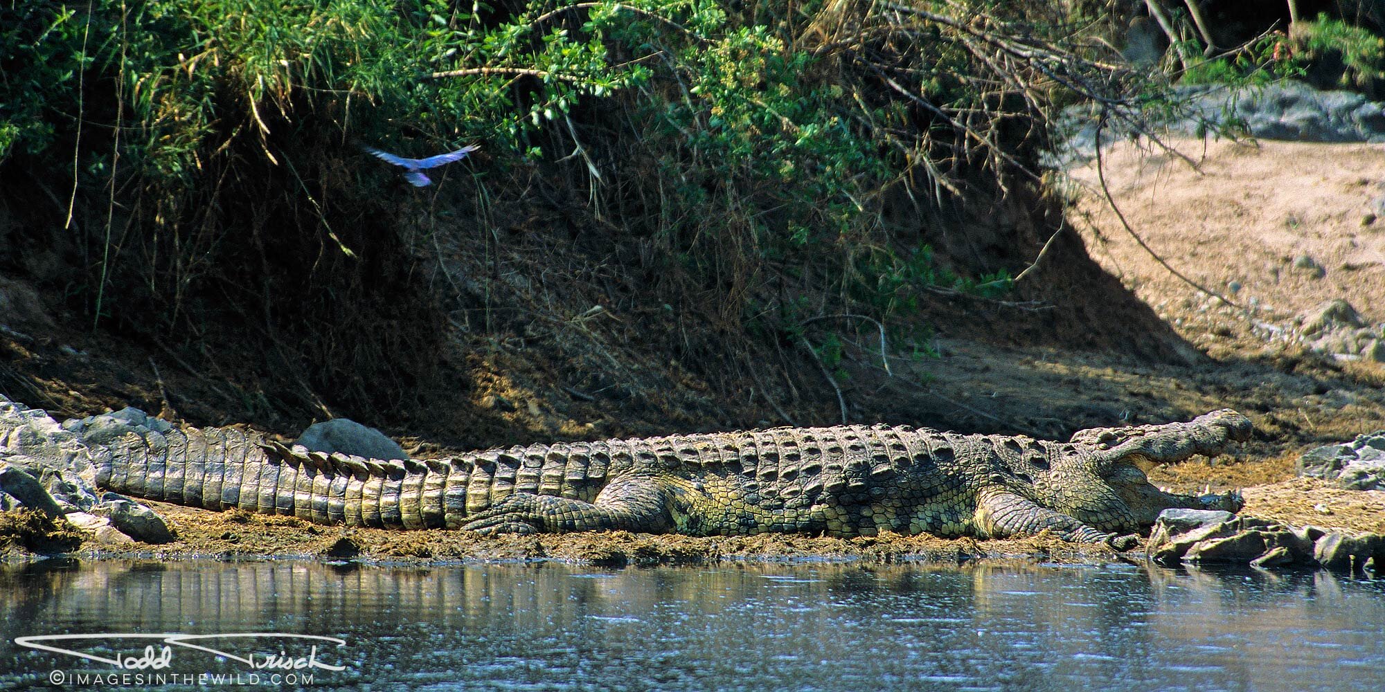 Serengeti Crocodile - Retina Hippo Pool