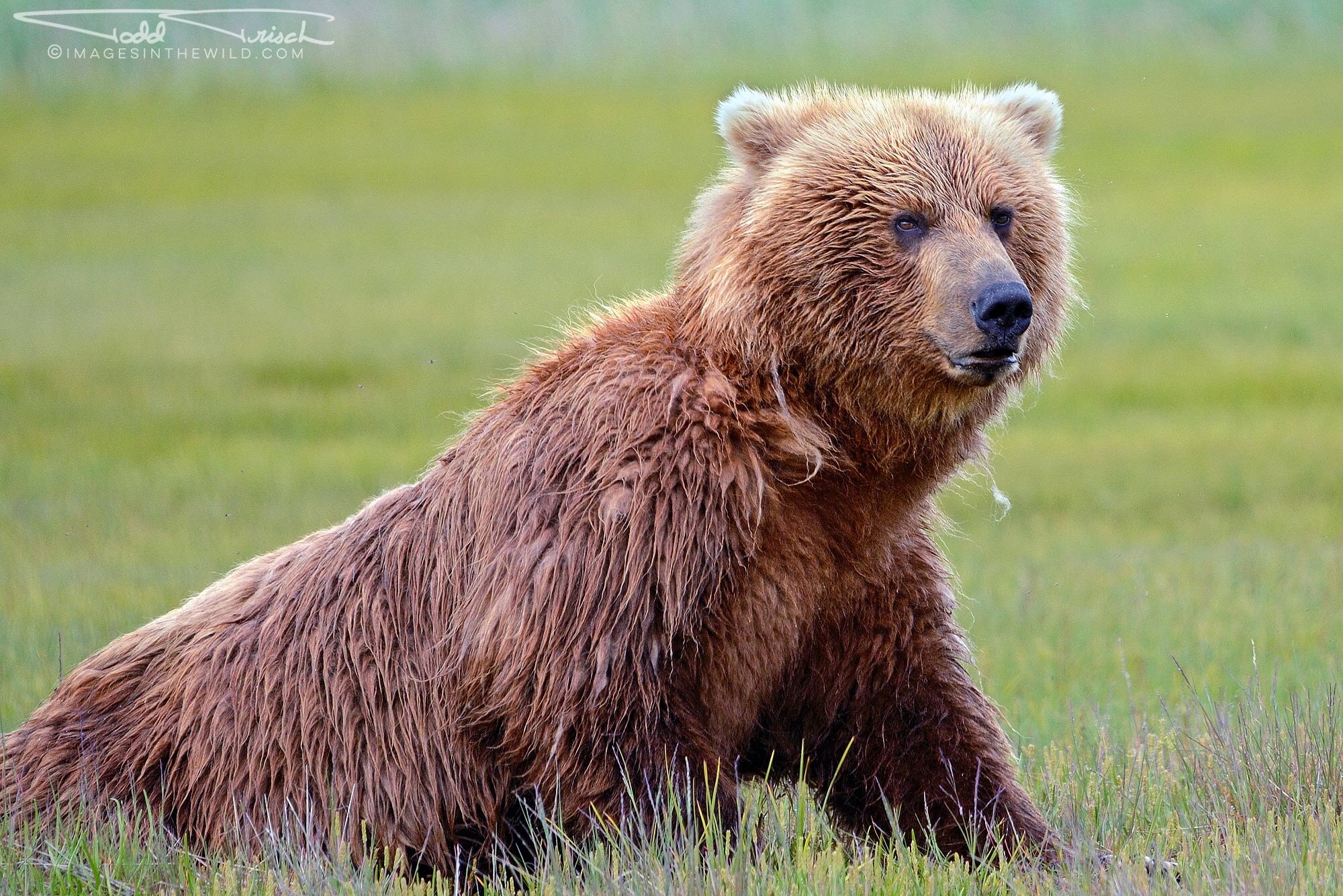 Female Brown Bear